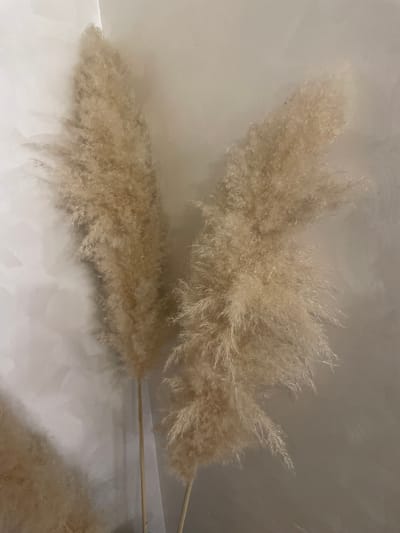 The image shows two fluffy, dried pampas grass plumes against a neutral-toned background, likely a wall. The plumes are light beige or cream in color and their stems are visible, extending to the right side of the frame. A third plume is partially visible in the lower right. The scene's location cannot be determined based on the image. There are no people visible.