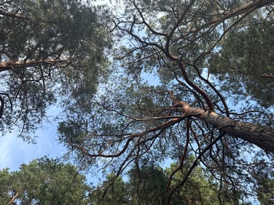 An upward-looking, medium shot captures the canopy of pine trees against a bright, partially cloudy sky. The foreground is dominated by the gnarled, reddish-brown branches of a large pine tree, which twists and extends across the frame, its bark textured and furrowed. Numerous thinner, darker branches spread out from the main trunk, many bare and spindly, while others are covered in dark green pine needles. In the mid-ground and background, the dense, dark green foliage of other pine trees forms a lush backdrop, with patches of clear, light blue sky visible through the branches. The lighting suggests it is daytime, likely mid-morning or afternoon, with the sun filtering through the leaves. No people or animals are present in the scene. The environment appears to be a forest or a wooded area, typical of the rural landscape found in the Мядзельскі сельскі Савет, Belarus.