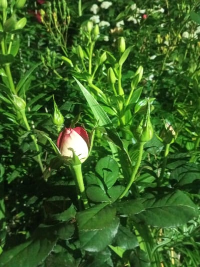 A close-up, low-angle, outdoor shot shows a rose bud beginning to open, with its pale pink petals tinged with red at the tips. The bud is surrounded by lush green foliage, with other rose buds and leaves visible in the foreground and background. The scene appears to be in a garden or natural setting, with soft lighting that suggests it may be dusk or dawn, or possibly illuminated by artificial light, typical of a garden in Bohodukhiv, Ukraine, after dark. There are no people or animals present in the image.