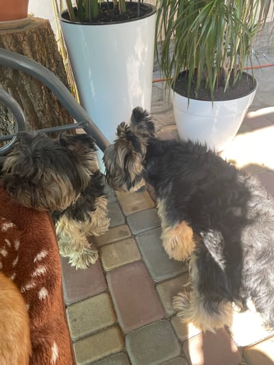 Two Yorkshire terriers are lying on a patio. The dog on the left is resting its head on a brown blanket with white specks. The dog on the right is lying down with its head turned towards the other dog. In the background, there are two large white planters with green plants. The patio is made of interlocking bricks. A wooden log is visible to the left of the planters. The scene is illuminated by sunlight. The image was taken in the city of Vysokyi, Ukraine.