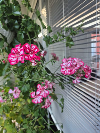 This image shows a close-up view of a potted plant with bright pink and white flowers, likely geraniums, situated near a window with horizontal blinds. The plant has green, lobed leaves and is lush and full. In the background, the blinds cast a striped shadow across the scene, and a hint of a building or outdoor space with a red section is visible through the slats. The overall setting suggests an indoor plant on a windowsill or balcony in Barbing, Germany, as indicated by the metadata. There are no people or animals visible in the image.