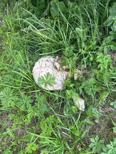 The image shows a large, irregularly shaped, pale fungus, possibly a puffball mushroom, partially submerged in tall green grass and other low-lying vegetation. The fungus is off-white and appears to be decaying, with visible holes and rough textures on its surface. Several green leaves, some palmate and lobed, are interspersed around and on top of the fungus. The environment suggests a natural, uncultivated area, possibly a meadow or the edge of a forest, located in or around Penkiniai, Lithuania. The lighting indicates it is daytime. There are no people or animals visible in the image.