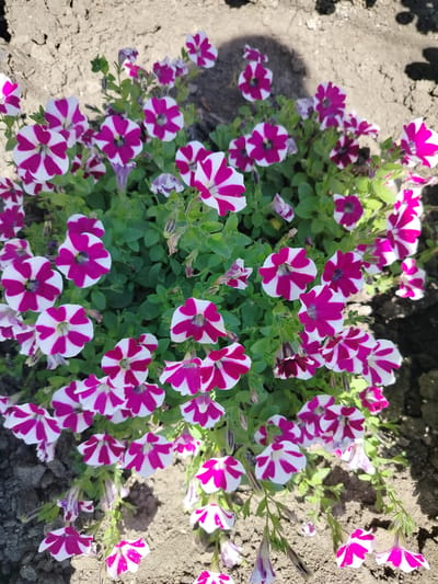 This is a high-angle, close-up photograph of a cluster of blooming petunias in a garden bed. The flowers are predominantly white with vibrant magenta stripes radiating from the center. Some flowers are fully open, displaying five distinct petals, while others are partially closed or in bud. The foliage is a healthy green, with some dried or wilting leaves interspersed among the blooms. The ground beneath the flowers appears to be dark, dry soil, with visible texture suggesting it is somewhat clumpy. Shadows from nearby objects are cast across the soil and some of the foliage. The image captures a natural outdoor scene, likely in a residential or public garden setting within Chișcăreni, Moldova. There are no people or animals visible in the frame.