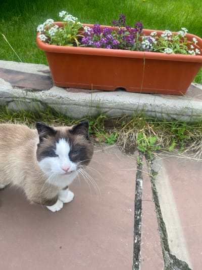 A medium shot shows a Siamese cat with brown and white markings standing on a reddish-brown paved surface. The cat is looking directly at the camera with its mouth slightly open, revealing a pink tongue. Behind the cat, a rectangular brown planter is filled with small purple and white flowers. The planter sits on a rough stone border. To the left of the planter is a patch of green grass, and the paved surface extends to the right and bottom of the frame. The scene appears to be outdoors in a garden or courtyard. The location is the city of Taltsy (Irkutsk), Russia.