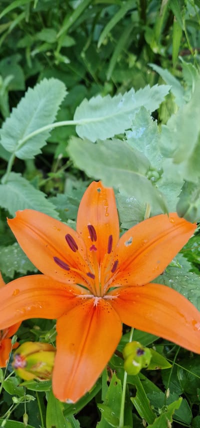 The image is a close-up, horizontal, eye-level shot of an orange lily flower blooming amidst lush green foliage. The flower, centrally positioned and taking up a significant portion of the frame, displays vibrant orange petals with delicate dark speckles and maroon-tipped stamens. Water droplets dot the petals, suggesting recent rain or dew. To the left of the lily, several pale green, serrated leaves are visible, also with some water droplets. In the background and to the right, dense green leaves and stems create a natural, garden-like setting. A small, green seed pod with purple markings is visible near the lower right edge of the frame, adjacent to the lily. The lighting suggests it is daytime, and the presence of water droplets indicates damp weather. The scene is likely a garden or natural outdoor environment in Vārzas, Latvia, characterized by its verdant and blooming flora. No people or text are present in the image.