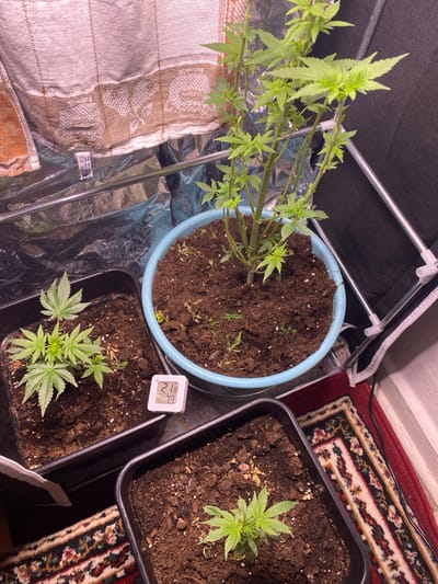 The image depicts an indoor cannabis cultivation setup. In the foreground, three black grow trays are visible, each containing soil and young cannabis plants. The leftmost tray has a plant with several sets of leaves. The middle tray, partially obscured, also shows a plant. The rightmost tray contains a small seedling. To the right of these trays, a larger cannabis plant is growing in a light blue pot, with multiple branches and leaves. A digital thermometer-hygrometer is placed on the soil in the middle tray, displaying a temperature of 21.8 degrees Celsius and a humidity of 79%. Behind the plants, a reflective material lines the grow tent, with a draped fabric visible at the top left. A metal frame structure is present on the right side. The floor is covered with a patterned rug. No people are present in the image. The scene is indoors and likely part of a controlled environment for growing cannabis.