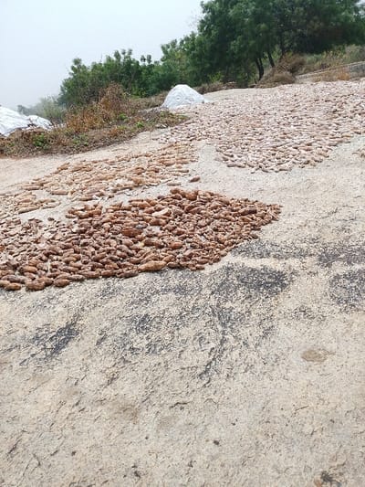 The image depicts an outdoor agricultural processing scene in Igbo Ijaiye, Nigeria, under an overcast sky. The foreground comprises a light-colored, textured ground surface with irregular dark grey and black weathered areas. In the midground, multiple concentrations of root crops, identifiable as cassava pieces, are laid out for drying. A prominent, dense pile of reddish-brown, irregularly shaped cassava pieces is centrally located. To its left and slightly further back, a less dense spread of similar reddish-brown pieces is observed. Further to the right and occupying a larger area, numerous uniformly shaped, pale yellow cassava pieces are systematically arranged in rows directly on the ground. The background features a gentle incline covered with green trees, various bushes, and dry vegetation. Two large, white tarpaulin-covered objects, presumably storing materials, are visible on this elevated ground. No human figures are present.