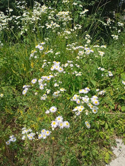 The image depicts a dense patch of wild daisies with yellow centers and white petals, interspersed with green grass, reeds, and some yellow wildflowers. The scene is set in an outdoor environment, possibly a roadside verge or a field, with hints of human presence suggested by a concrete surface in the lower right corner, which could be a sidewalk or pathway. The lighting indicates it is daytime, likely sunny, given the bright illumination of the flowers and foliage. The overall impression is a natural, somewhat unkempt landscape within an urban or suburban setting. The image was taken in Saratovskaya, Russia.