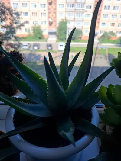 An indoor aloe vera plant with spiky green leaves is in focus, placed in a white pot. Behind the plant, a window offers a view of a residential building with multiple floors and balconies, characteristic of an urban environment in Jitiqara, Kazakhstan. The background also shows parked cars and a playground. The lighting suggests it is daytime, with natural light filtering through the window. The scene is still and uneventful, with no people or animals present.
