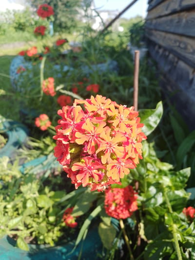 A close-up, eye-level shot features a cluster of vibrant orange and red flowers in the foreground. The flowers are composed of multiple small, star-shaped petals, and the cluster is dense and rounded. Behind the main flower cluster, other red flowers are visible, some in focus and some blurred, scattered among green foliage. The background is out of focus, showing more greenery and a portion of a rustic wooden structure on the right side of the frame. The lighting suggests it is daytime, with sunlight illuminating the flowers and casting shadows. The overall scene depicts a garden environment. This image is located in the village of Batovo, Russia.
