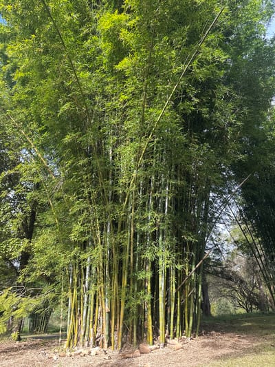 A dense thicket of bamboo trees dominates the frame, with their tall, green stalks reaching towards a bright sky. The bamboo leaves are a vibrant green, creating a lush canopy that filters sunlight, casting dappled shadows. The stalks themselves are a mix of green and yellow, with visible nodes and a smooth texture.

The scene appears to be an outdoor setting, possibly a garden or a natural area. To the right of the bamboo, a dry, grassy area is visible, interspersed with some scattered stones. In the background, more trees are visible, some with bare branches, suggesting a possible autumn or winter season, or perhaps a region with seasonal dryness. The overall impression is one of natural growth and abundance.

The lighting suggests it is daytime, with the sun casting bright highlights on the leaves and stalks. There is no visible text in the image. No people are present, and no specific activity or event is taking place, other than the natural growth and presence of the bamboo. The image evokes a sense of tranquility and the beauty of nature. The location context of Thora, Australia, suggests a warm climate where bamboo thrives.