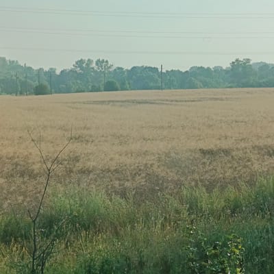 The image depicts a rural landscape near Yusupovo, Russia, characterized by a vast field of dry, golden crops in the foreground and middle ground. A sparse, bare tree branch extends from the lower left corner into the field. In the background, a dense line of green trees forms the horizon, punctuated by utility poles and overhead power lines. The sky is a pale, hazy blue with faint power lines stretching across it. The overall scene conveys a sense of open space and agricultural land under a muted sky.