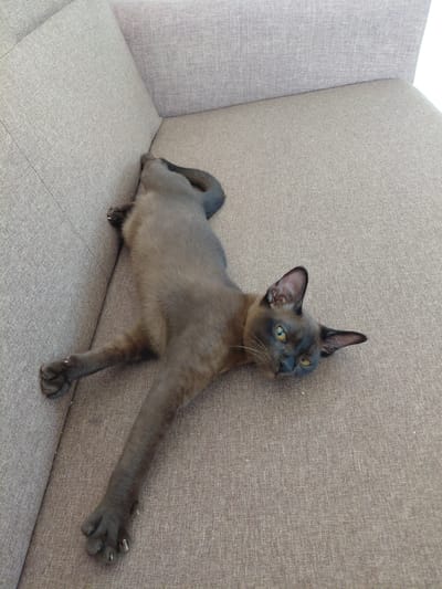 A brown cat is stretching on a sofa. The cat is lying on its side with its front legs extended and its back legs tucked. Its head is turned and it is looking up. The sofa is made of a textured fabric in a neutral color. The background is a wall of the same fabric, with a lighter colored section on the left. The scene appears to be indoors, with natural light coming from the left. There is no visible text in the image.