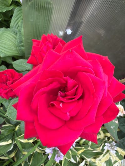 This is a close-up, eye-level, vertical, outdoor shot of a vibrant red rose in bloom. The rose is the dominant subject, taking up most of the frame with its unfurling petals. In the background, to the left, are large, green, textured leaves, likely from a hosta plant. Behind the leaves and partially obscuring them is a translucent, ridged structure, possibly greenhouse plastic or polycarbonate sheeting, which appears slightly green-tinted. Further in the background, this structure has a darker, ribbed texture. To the right and lower portions of the image, more foliage is visible, including variegated leaves with green and yellow patterns, and small clusters of white flowers. The scene is well-lit, with some specular highlights on the rose petals suggesting moisture or a glossy texture. There are no people or animals present. The location of Боярка, Russia is not depicted in the image and cannot be inferred from the visual information provided.
