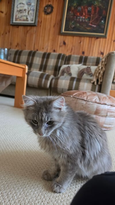A gray cat is lying on a beige carpet next to a wooden chair. In the background, there is a couch with a brown and white striped pattern and a brown cushion. On the wooden wall, there are two framed paintings. The location is Rogachevo, Bulgaria.
