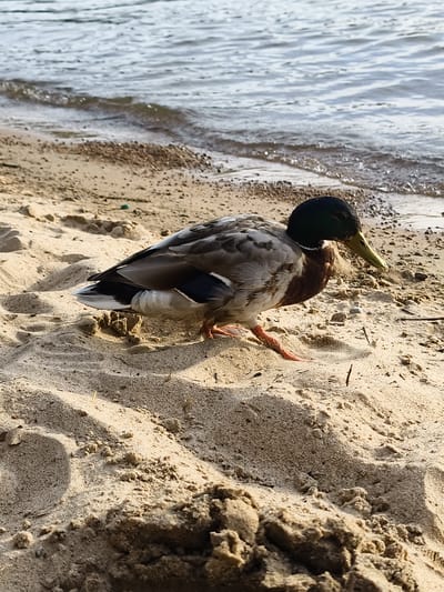 A mallard duck is standing on a sandy beach next to a body of water. The duck is facing to the right, with its head slightly lowered. Its feathers are a mix of brown, gray, and white, with iridescent green on its head. The water behind the duck is choppy, with small waves rolling onto the shore. The sand is light brown and appears dry, with some small pebbles and debris scattered across it. There are also some small shadows cast on the sand, suggesting the sun is out. The time of day appears to be late afternoon or early evening, due to the angle of the shadows. The location is Motala, Sweden. No people or text are visible in the image.