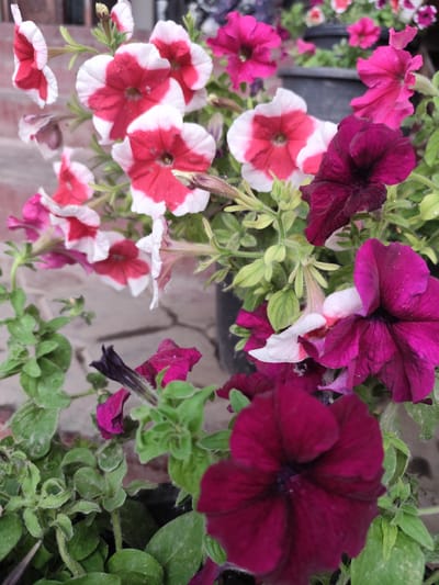 This is a close-up, eye-level shot of a cluster of petunia flowers in bloom. The flowers exhibit a variety of colors, including vibrant pinks, deep purples, and white with red or pink markings. The petals are delicate and ruffled, with some appearing slightly wilted. Green foliage and stems are visible throughout the frame, creating a lush appearance. The background is blurred, but suggests an outdoor setting with hints of a brick or tiled surface and dark planters. The lighting appears natural, indicating daytime. No people, text, or specific events are depicted. The overall mood is one of natural beauty and the vibrancy of flowering plants.