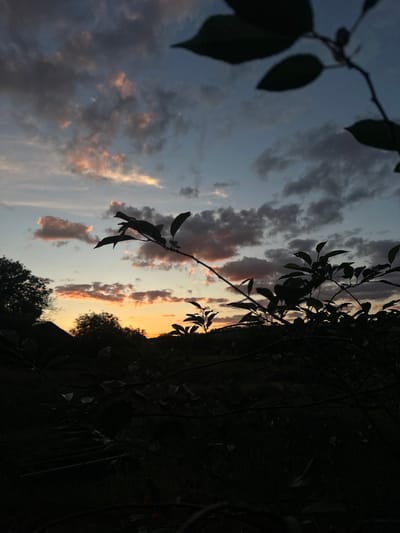 The image depicts a dusky sky over a rural landscape, likely on the outskirts of Balakleia, Ukraine. Silhouetted against the colorful sunset clouds are the dark forms of trees and foliage in the foreground. The sky is a gradient of deep blues, grays, and oranges, with wispy clouds catching the last rays of the sun. The foreground is dominated by the dark shapes of tree branches and leaves, creating a sense of depth and framing the sky. The overall impression is one of natural beauty and tranquility.
