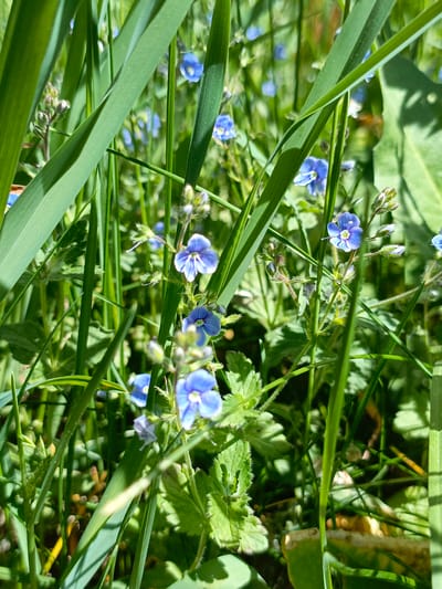 The image depicts a close-up view of a patch of small blue flowers and green grasses in a natural environment. The flowers have four petals with a distinct white edge around each petal. They are interspersed amongst blades of grass and other green foliage. The scene is brightly lit, indicating it is likely daytime, and shadows suggest a direct source of sunlight. There is no indication of any people, specific subjects, objects, actions, or interactions. The provided location data for Gabdyukovo, Russia, is not visibly connected to the image's content.