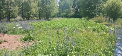 The image depicts an outdoor scene at a farm in Mihaylovka, Kyrgyzstan. A large field of green crops, likely potatoes, dominates the center of the frame, bordered by trees on the left and back. In the foreground, a patch of reddish-brown soil is visible on the left, suggesting a tilled area or a garden bed. Wildflowers, predominantly blue and white, are scattered throughout the field and along the edges, adding pops of color to the lush green landscape. A few white daisies and yellow wildflowers are also present. The overall environment is rural and agricultural, with a clear blue sky overhead. There are no people or animals visible in the image. The scene appears to be a naturalistic depiction of a farm in a rural setting.