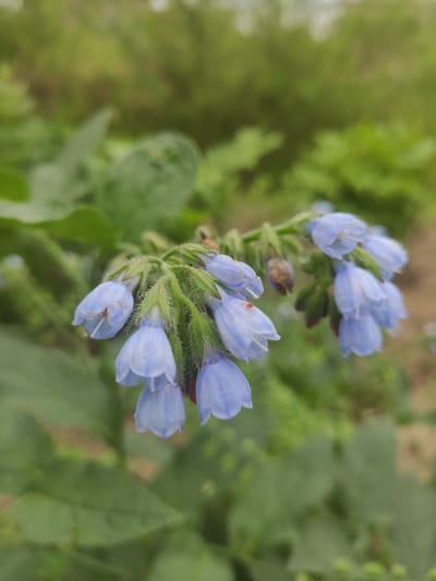 In Prokhladnoye, Russia, this macro photograph captures a cluster of bell-shaped blue flowers, possibly comfrey, growing in an outdoor environment. The flowers hang in a drooping arrangement from a green, hairy stem. The petals are a soft blue, with some exhibiting a slightly darker hue or small reddish markings. The background is softly blurred, consisting of green foliage and hints of brown earth, suggesting a garden or natural setting. The focus is sharp on the flowers, highlighting their delicate texture and shape.