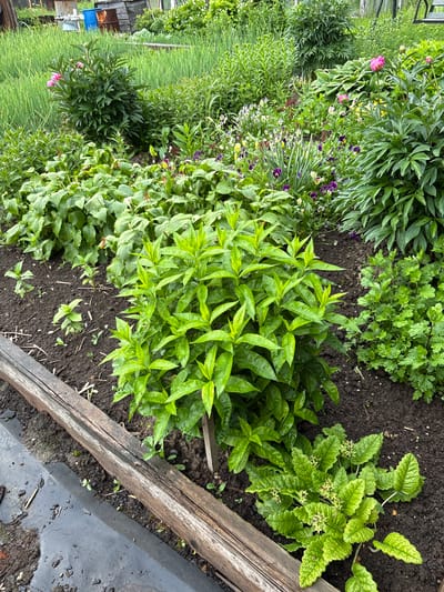 The image depicts a vibrant garden bed in Yayva, Russia, filled with lush green foliage and blooming flowers. In the foreground, a weathered wooden plank borders the garden bed, with dark, damp soil visible beneath it. A prominent, bushy plant with bright green leaves stands in the center, its branches reaching upwards. To its right, a cluster of smaller, intricately-leafed plants adds texture to the scene. In the background, a variety of flowering plants, including delicate pansies and lush peonies, create a colorful tapestry. The garden appears well-maintained and is thriving under natural light, suggesting a pleasant outdoor setting.