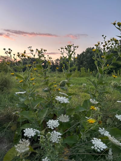 The image depicts a close-up view of wild flowers in a grassy field at dusk. The sky is a pale blue with wisps of pink clouds. In the foreground, tall green plants with large leaves are dotted with small yellow flowers. White, delicate flowers are also visible among the greenery. The background shows a dense line of trees, likely a forest, also silhouetted against the fading light. The overall impression is one of a natural, serene landscape at the end of the day. There is no indication of human presence or activity. The location is identified as Dzherokay, Russia.