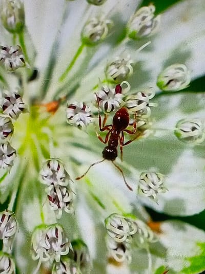 A close-up shows a red ant crawling on a white flower with many small clustered blossoms. The ant's head and thorax are a bright red, contrasting with its darker abdomen. Its legs are extended, showcasing its movement across the flower's surface. The surrounding blossoms are delicate and densely packed, creating a textured background for the ant's activity.