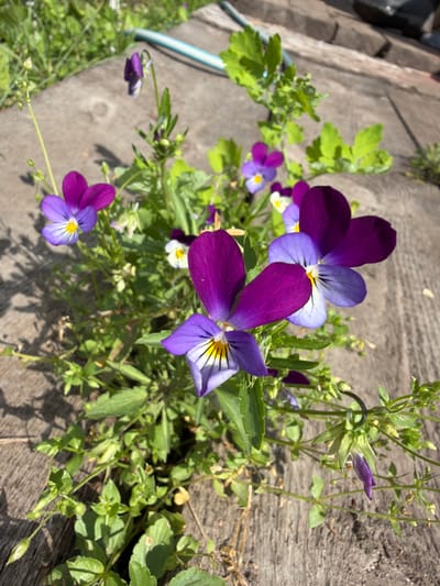In Altayskiye Zori, Russia, a cluster of wild pansies, characterized by their vibrant purple and yellow petals, grows amidst lush green foliage. The flowers are clustered on a patch of weathered wooden planks, suggesting an outdoor urban or garden setting. The sunlight casts dappled shadows on the textured wood, highlighting the delicate details of the blossoms and leaves. The background is softly blurred, indicating a shallow depth of field, which further emphasizes the floral subjects. A light blue hose lies in the upper left corner of the frame. The scene captures a moment of natural beauty within an everyday environment.
