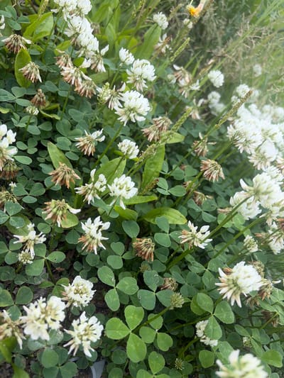 The image shows a close-up view of a dense ground cover of white clover flowers and foliage. The clover is growing in a natural setting, likely outdoors, with some dry, browning flower heads interspersed among the fresh white blooms. Green stems and leaves are abundant. In the background, out-of-focus elements suggest other vegetation, and a small yellow flower is visible at the top. The overall impression is of a natural, slightly unkempt patch of clover. The description does not contain information about the city of Svobodny, Russia.