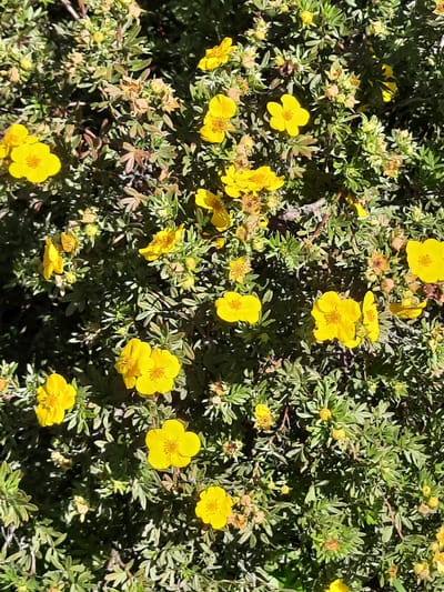 The image is a close-up, high-angle shot of a dense shrub covered in small, bright yellow flowers. The flowers have five petals and are scattered throughout the green foliage. Some of the flowers are in full bloom, while others are still buds or have dried seed pods. The leaves of the shrub are small and pointed, with a greyish-green hue. The background is a dark, out-of-focus blur of green and shadow, suggesting the shrub is growing outdoors in natural light. There are no people, man-made objects, or specific landmarks visible in the image that would indicate a location within the city of Mar'ino, Russia.