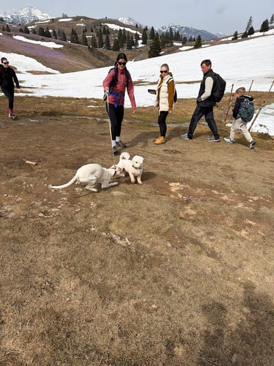 The image shows a group of people hiking on a hillside in Kamnik, Slovenia, where snow remains on the ground in some areas. Four adults and one child are visible. The adults are wearing outdoor clothing, including jackets and hiking boots. The child has a backpack on. Three dogs are present: two small, white, poodle-type dogs and a larger, white dog. They are all on a dry, grassy area of the hillside. Patches of snow and vegetation, including purple flowers, can be seen in the background. A mountainous landscape with trees and snow-capped peaks is visible in the distance. The sky is overcast.