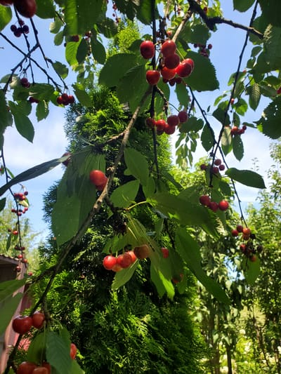 In Stopyatyy, Russia, a close-up shot captures a branch laden with ripe red cherries against a backdrop of lush green foliage and a bright blue sky. The cherries are clustered together, some still attached to their stems, their vibrant red color contrasting with the deep green leaves of the cherry tree. A dense, dark green conifer tree is visible to the left of the frame, its textured needles adding another layer of green to the scene. In the background, dappled sunlight illuminates more greenery, suggesting a garden or natural outdoor setting. The image focuses on the bounty of the cherry tree, with no people or animals present.