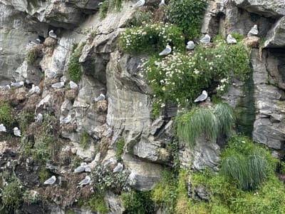 The image depicts a flock of seagulls nesting on a rocky cliff face on the island of Lovund, Norway. The cliff is covered in various types of vegetation, including green grasses and white wildflowers. The seagulls are predominantly white and grey, with some appearing to be adults and others juveniles. They are seen perched on ledges, in nests made of twigs and grass, and some are interacting with each other, possibly in courtship or territorial displays. The rocky environment is typical of coastal cliffs, with textured grey stone and patches of moss and lichen. The overall scene is a natural habitat for these seabirds, showcasing their adaptation to life on the rugged coastline of Lovund.