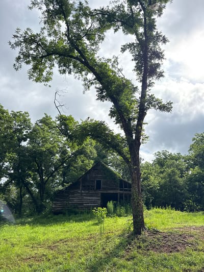 In Gratis, Ohio, an abandoned wooden barn stands amidst overgrown greenery. The barn, its wood weathered and aged, is partially obscured by trees and vines. Sunlight filters through a cloudy sky, casting a gentle glow on the scene. The surrounding landscape is a wild expanse of tall grass and dense foliage, suggesting a rural and secluded setting. A prominent tree with a thick trunk and sprawling branches stands in the foreground, its leaves creating a canopy that partially shades the barn. The overall impression is one of natural decay and forgotten history, a quiet testament to the passage of time in a tranquil, wooded environment.