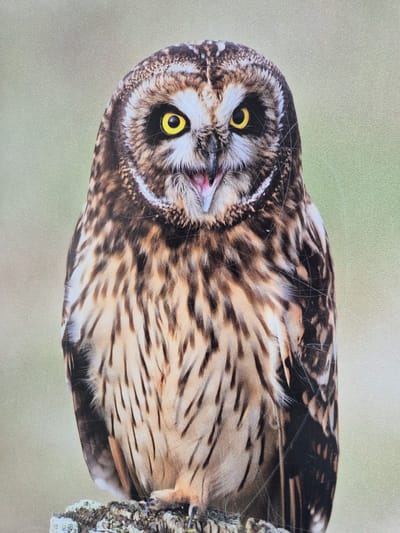 An owl is perched sideways on a tree branch. The owl has brown and black mottled feathers, yellow eyes, and a small beak. The tree branch is covered in lichen. The background is a light green color. The image appears to be a photograph of a printed image or a page from a book, with some scratches on the surface. The location is unspecified.