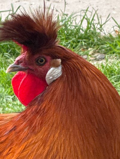 A close-up, profile view of a reddish-brown rooster's head and neck is captured against a blurred background of green grass and a pale, textured surface. The rooster has a distinct crest of dark brown, spiky feathers atop its head. Its eye is dark with a visible pupil and iris. A bright red wattle hangs prominently below its beak, which is light gray. A small tuft of white and gray feathers is visible behind its eye. The rooster's body is covered in rich, reddish-brown feathers. The image provides no information about its location in Kreuzlingen, Switzerland.