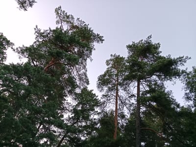 This is a low-angle shot looking up at tall pine trees against a pale, overcast sky. The trees are densely packed with green needles, and their brown trunks are visible in places. Some branches are bare, showing a network of twigs. The scene appears to be a natural woodland environment. The image does not contain any people or specific man-made objects that would pinpoint a location within the city of Песочное, Russia.