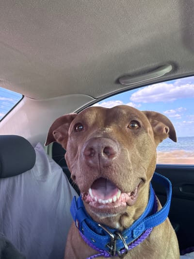 A brown pit bull dog wearing a blue collar with purple accents sits in the back seat of a car, looking directly at the camera with its mouth open and tongue visible. The dog's face fills most of the frame. Outside the car window, a body of water, likely the sea, is visible under a bright blue sky with fluffy white clouds. The interior of the car, including the headliner and a handle, are also visible. The scene appears to be a sunny day, possibly near a beach, and the car is in motion. There is no indication of the location being in Koshary, Ukraine.