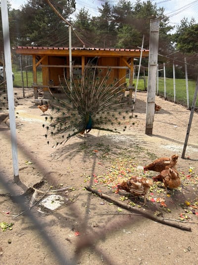 An outdoor enclosure in Tsigov Chark, Bulgaria, is depicted under bright daylight. A prominent male peacock stands centrally, displaying its fully fanned, iridescent blue-green tail feathers. Scattered around the sandy-brown ground, particularly in the lower right foreground, are numerous food scraps including green leafy vegetables, red fruit pieces, and yellow fragments. Several brown chickens are actively foraging and pecking at these scraps.
In the background, a wooden shelter with a reddish-brown corrugated roof and light brown wooden walls is visible. Beyond the immediate enclosure fence, a green grassy area can be seen, followed by a dense line of tall evergreen trees under a partially cloudy sky. The enclosure itself is framed by wooden posts and a wire fence, with a dark mesh netting extending overhead. Sunlight casts distinct shadows from the posts and objects onto the ground. In the lower left, a feather and a small, flat, white object are visible on the bare earth. A fallen wooden branch lies horizontally in the lower center foreground. No people are visible in the scene.
