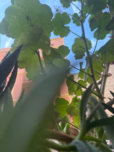 The image presents a low-angle, close-up view of green foliage against a bright blue sky with some clouds. Several large, green leaves with scalloped edges are prominent, some silhouetted against the sky, others partially obscured by out-of-focus foreground leaves. A thin, spindly branch structure is visible behind the leaves, with smaller buds or leaves. In the background, a portion of a pink building with dark window frames can be seen through the leaves. The lighting suggests it is daytime, possibly outdoors. The scene appears to be a plant or plants on a balcony or near a window, common in urban settings like Victoria, Morocco. There are no people or visible actions taking place.