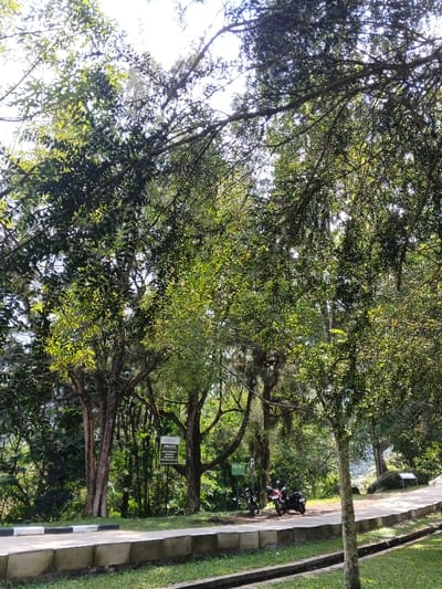 The image presents a vibrant, sunlit outdoor scene, likely a park or a green recreational area in Leuro, Timor-Leste. The foreground features a paved path with a distinct black and white curb, running alongside a low concrete retaining wall that separates it from a grassy strip with a narrow concrete drain.
Numerous lush trees with dense green foliage dominate the view, creating a natural canopy that filters bright sunlight, indicating a clear, sunny day, possibly late morning or early afternoon. The interplay of light and shadow gives depth to the scene, highlighting the varied textures of the tree leaves and branches. Some tree trunks are visible, while others are obscured by the thick canopy.
Two motorcycles are parked alongside the paved path, under the shade of the trees. One is distinctly black, while the other appears to be a dark color, possibly also black or a deep red. No people are visible, contributing to a serene and tranquil atmosphere.
Among the trees, two green informational signs are discernible. The larger sign on the left features Arabic script at the very top, reading "بسم الله الرحمن الرحيم" (Bismillah ar-Rahman ar-Rahim - "In the name of God, the Most Gracious, the Most Merciful"). Below this, a title that appears to be "PIRAKAR" or "PIRAAN" is visible, followed by text in what resembles Indonesian or Tetum, including phrases like "MOHON MENJAGA KEBERSIHAN" (Please maintain cleanliness), and "BUAN SAHPA" (throw trash/waste) in "TEMPAT YANG DISEDIAKAN" (the place that is provided). A smaller sign to the right shows a 'P' symbol, likely indicating a parking area, though its text is not clearly legible.
The overall impression is a peaceful, well-maintained natural setting, characteristic of a tropical environment.