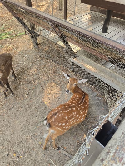 The image depicts two deer within an outdoor enclosure located in Ban Phaya Kot Ana Kaeo, Thailand.
In the foreground and center, a light brown deer with distinct white spots across its back and flanks is visible. It is positioned with its body oriented slightly to the right, while its head is turned towards the camera, ears perked. To the left, the lower body and hind legs of a second, darker brown deer are partially visible, moving towards the left side of the frame.
The ground surface is composed of dry, light brown soil mixed with numerous scattered dried leaves, small pebbles, and sparse green plant material, including longer blades of grass or reeds concentrated on the left.
A chain-link fence, featuring a prominent rust-colored metal top rail, runs diagonally across the mid-ground, separating the deer from a raised wooden structure. Beyond this fence, a section of a dark brown wooden table or bench with a thick, dark leg is visible on a platform constructed from horizontal wooden planks. The scene is illuminated by natural light, casting some shadows. Another section of chain-link fence is visible further back on the right, indicating a larger fenced area.