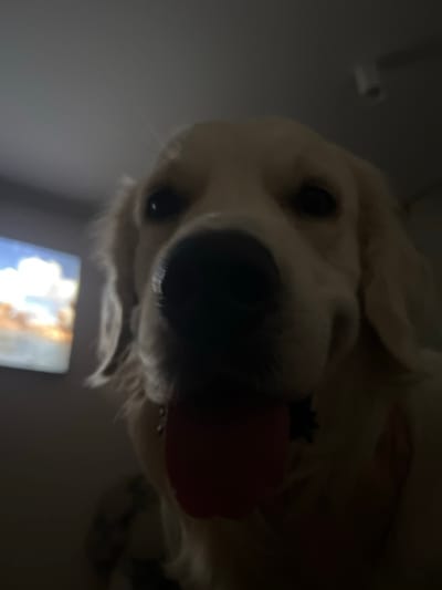 A golden retriever dominates the frame, its face close to the camera, looking downwards. Its nose is large and black, partially obscuring its mouth with a pink tongue. The lighting is dim, casting shadows on its light-colored fur. Its eyes are dark, and its ears are visible. A blurry image of a cloudy sky is visible in the background.