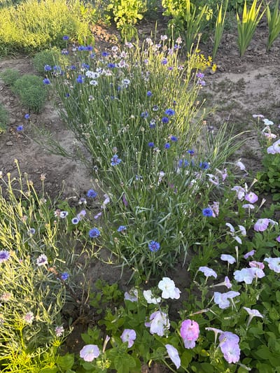 In a garden located in Filipeni, Moldova, a close-up, eye-level shot captures a cluster of blue and white cornflowers interspersed with pale purple petunias. The cornflowers are tall and slender, with delicate, fringed petals, while the petunias have broad, trumpet-shaped blooms. The garden bed is composed of dark soil with some dry patches and sparse green vegetation. In the background, taller green plants with long, thin leaves are visible, and further back, a patch of bright green, dense foliage is illuminated by sunlight, suggesting a sunny day. The lighting is soft and diffused, creating a gentle atmosphere.