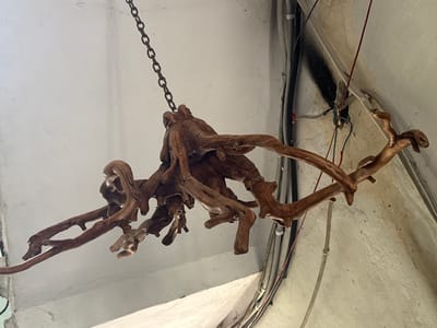The image shows a piece of driftwood suspended by a chain from a white ceiling. The driftwood is gnarled and has multiple branches, giving it an abstract, organic appearance. In the background, a concrete wall is visible with several electrical conduits and wires running along it. The lighting suggests an indoor environment, possibly a workshop or a decorative display area. There are no people or animals present in the image. The specific location in Kolomyia, Ukraine, is not discernible from the visual information provided.