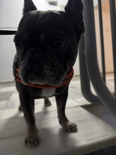 A dark-colored French bulldog with a black harness featuring orange trim stands on a light-colored tiled surface. The dog is facing forward, its head slightly tilted. Its large, dark eyes are visible, as is its wrinkled snout. The background is out of focus, showing vertical lines that suggest blinds or some form of partitioning, with muted lighting. The dog's paws are on the tiled floor, and its body is partially illuminated. The scene appears to be indoors. No specific location in Maloyaroslavets, Russia, can be identified from the image.