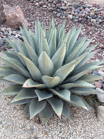 An agave plant, characterized by its thick, fleshy, grey-green leaves with sharp, dark spines along the edges and at the tips, is centered in the frame. The plant is set against a ground cover of small, varied-colored pebbles, including shades of grey, tan, white, and pink. Behind the agave, a larger rock formation is visible, composed of reddish-brown, weathered stone, with a scattering of larger, smooth grey and pink stones interspersed with the pebbles. In the background, a dense layer of reddish-brown and greyish-purple rocks forms a textured surface. Thin blades of dry grass are visible near the bottom right of the plant. The lighting suggests an outdoor setting, likely during daylight hours, casting subtle shadows that define the plant's form and the textures of the surrounding environment.