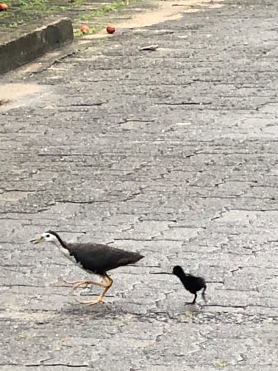 A White-breasted Waterhen and its chick are walking on a paved surface. The adult bird is darker on top with a white chest and neck, and has a long, thin beak and yellow legs. The chick is small and entirely black. They are in an outdoor setting, with some greenery and red round objects visible in the background on the left side of the image. The paved surface appears to be a pathway or road, with visible cracks and texture. The scene is likely in an urban or semi-urban area, possibly a park or beside a road.