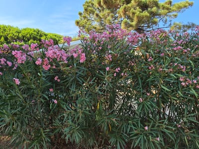 A dense, vibrant green bush, laden with clusters of delicate pink flowers, dominates the foreground of this outdoor, eye-level shot. The foliage is lush and varied, with long, slender leaves creating a textured canopy. Interspersed among the leaves are numerous small, five-petaled pink flowers, some in full bloom and others in bud. A large, mature evergreen tree with needle-like foliage rises behind the flowering bush, its branches arching towards the clear, pale blue sky. To the left of the evergreen, a line of shorter, intensely green bushes forms a backdrop. A portion of a light-colored structure, possibly a wall or awning, is visible peeking through the foliage on the left side of the image. The ground beneath the bushes is not clearly visible but appears to be a mix of dark soil and scattered leaf litter. The overall impression is one of a sun-drenched, flourishing garden or park setting, likely in a Mediterranean climate, suggesting a location such as Općina Medulin, Croatia.